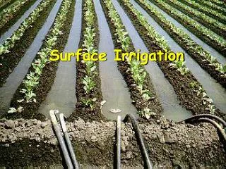 Surface Irrigation