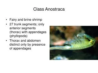 Class Anostraca