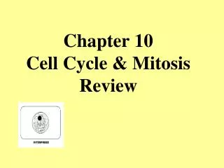 Chapter 10 Cell Cycle &amp; Mitosis Review