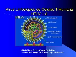 Vírus Linfotrópico de Células T Humana HTLV 1-2
