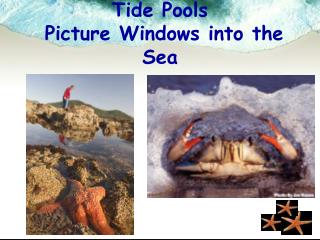Tide Pools Picture Windows into the Sea
