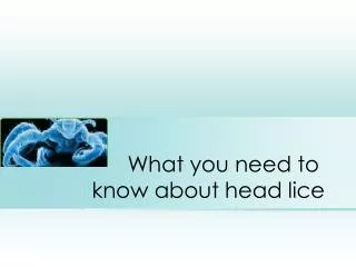 What you need to know about head lice