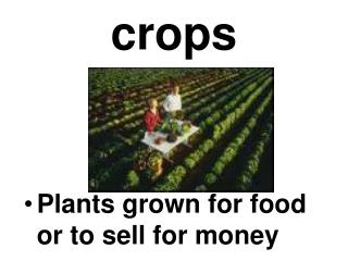 crops