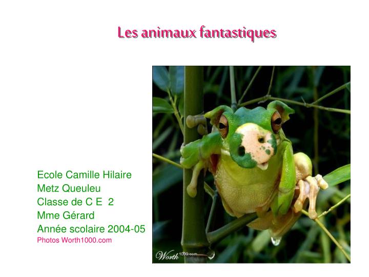 les animaux fantastiques