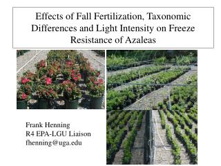 Effects of Fall Fertilization, Taxonomic Differences and Light Intensity on Freeze Resistance of Azaleas