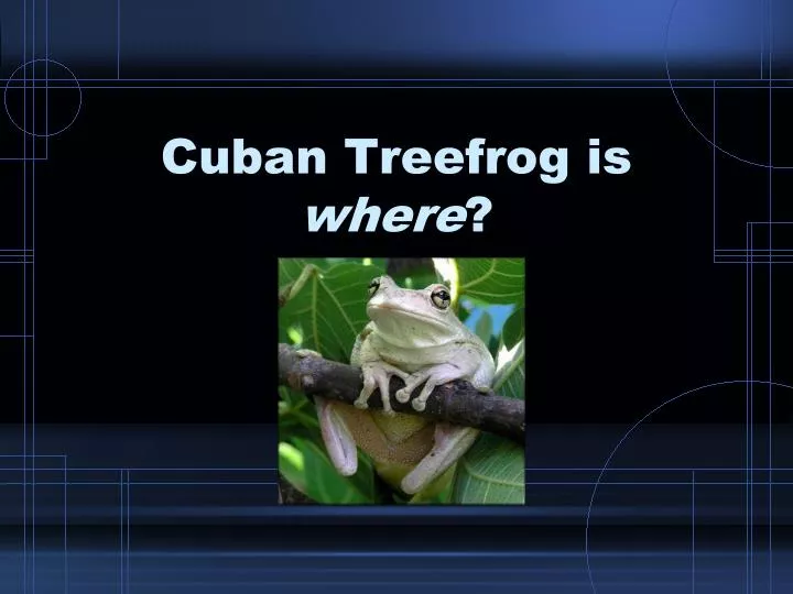 cuban treefrog is where