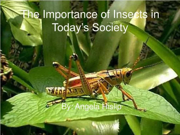 the importance of insects in today s society