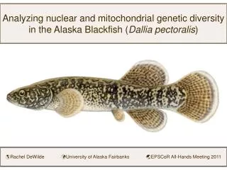 Analyzing nuclear and mitochondrial genetic diversity in the Alaska Blackfish ( Dallia pectoralis )