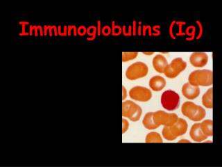 Immunoglobulins (Ig)