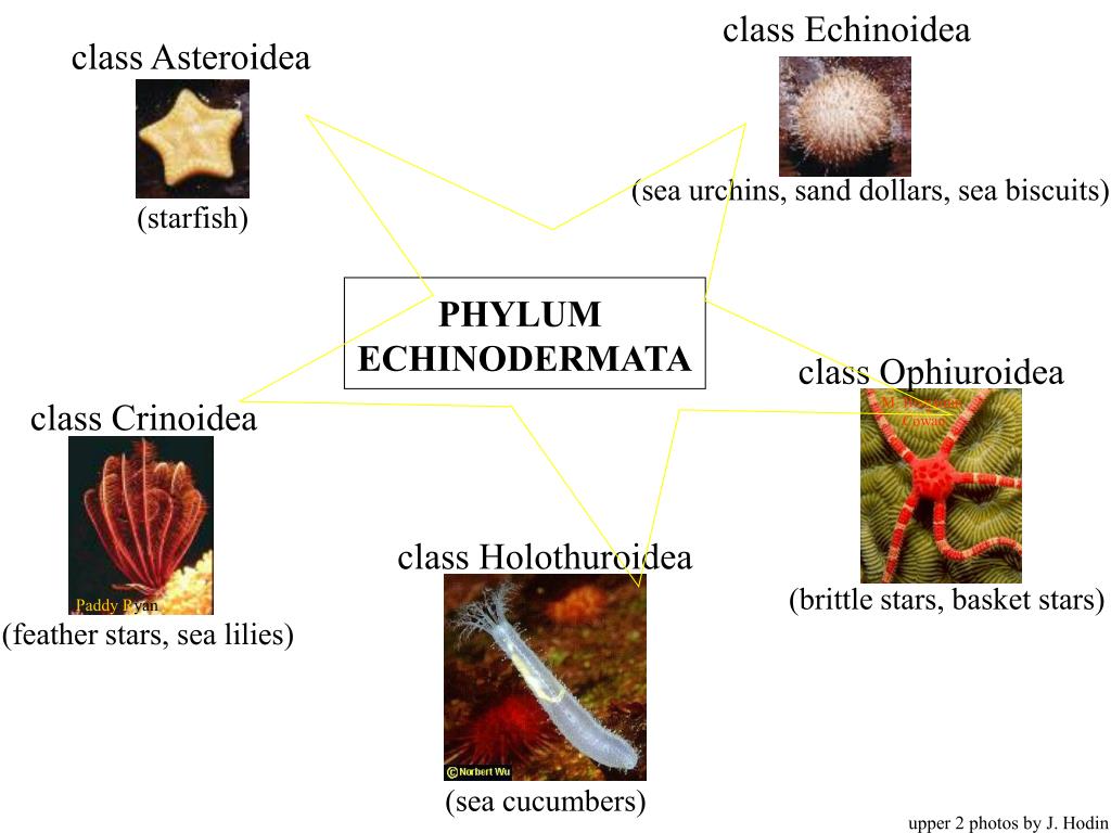 PPT - PHYLUM ECHINODERMATA PowerPoint Presentation, free download - ID ...