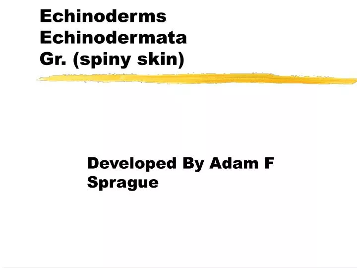 echinoderms echinodermata gr spiny skin