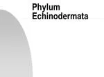 Phylum Echinodermata - slide 1