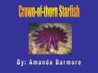 Crown-of-thorn Starfish