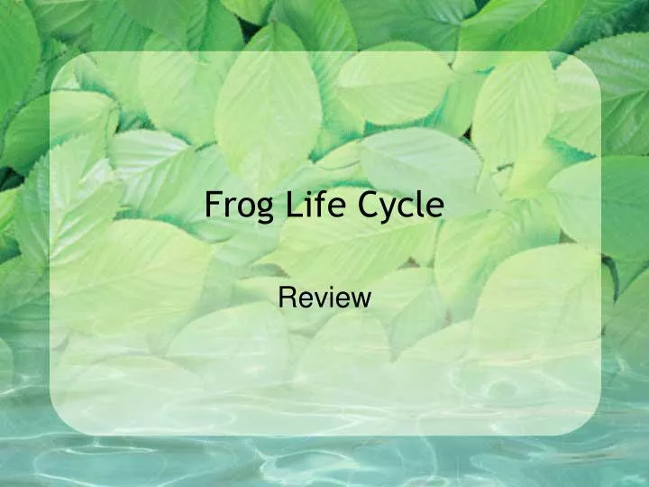 frog life cycle