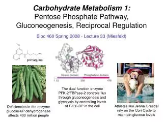 Carbohydrate Metabolism 1: Pentose Phosphate Pathway, Gluconeogenesis, Reciprocal Regulation