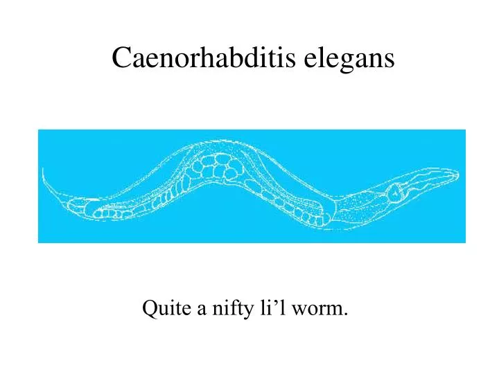 caenorhabditis elegans