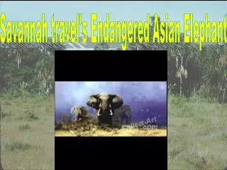 Savannah travel's Endangered Asian Elephant