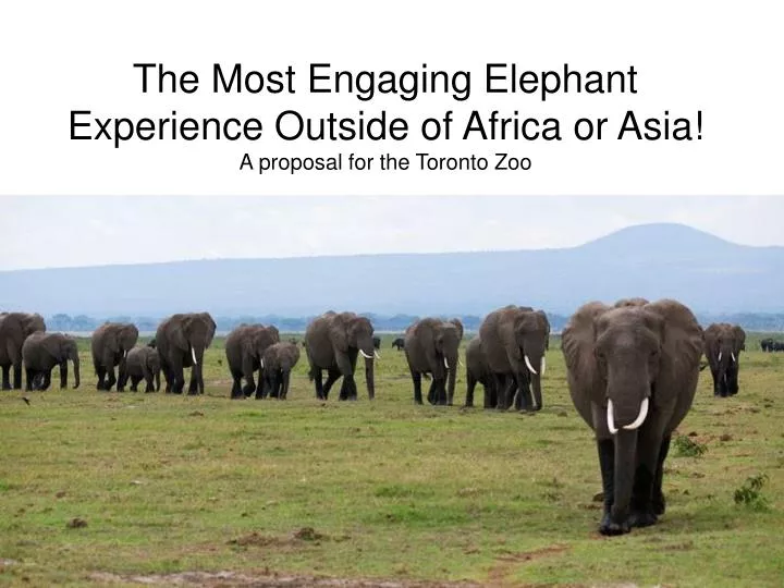 the most engaging elephant experience outside of africa or asia a proposal for the toronto zoo
