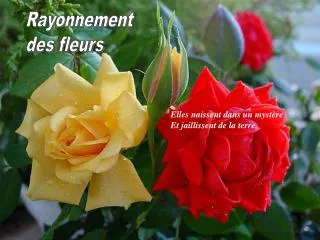 Rayonnement des fleurs