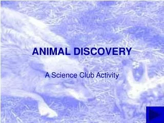 ANIMAL DISCOVERY