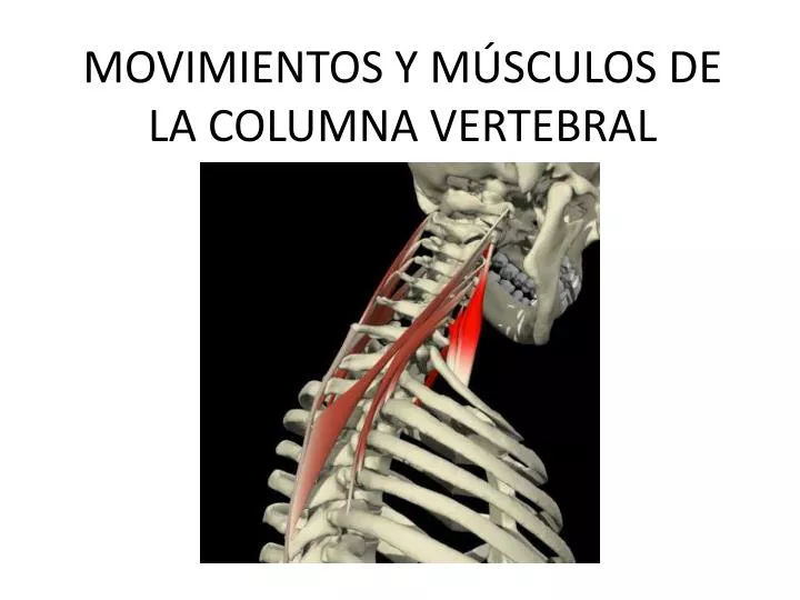 movimientos y m sculos de la columna vertebral
