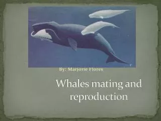 Whales mating and reproduction