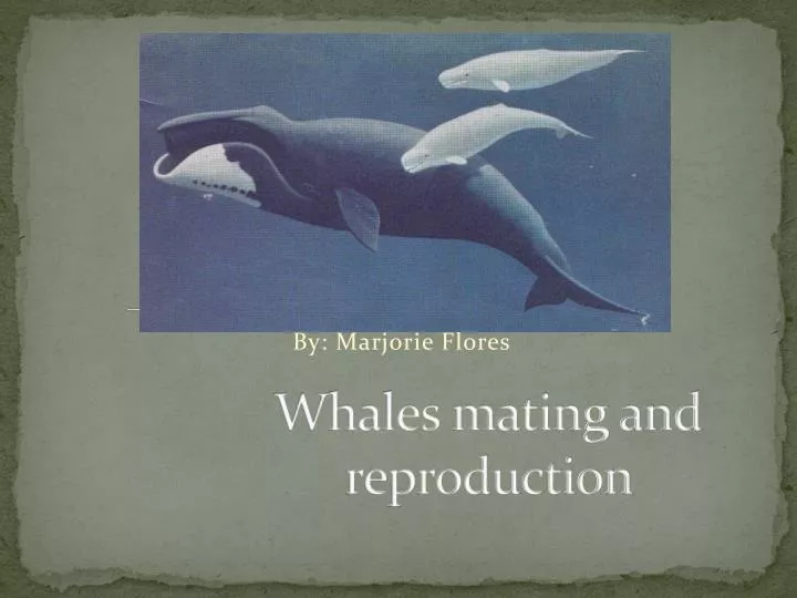 whales mating and reproduction