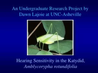 Hearing Sensitivity in the Katydid, Amblycorypha rotundifolia