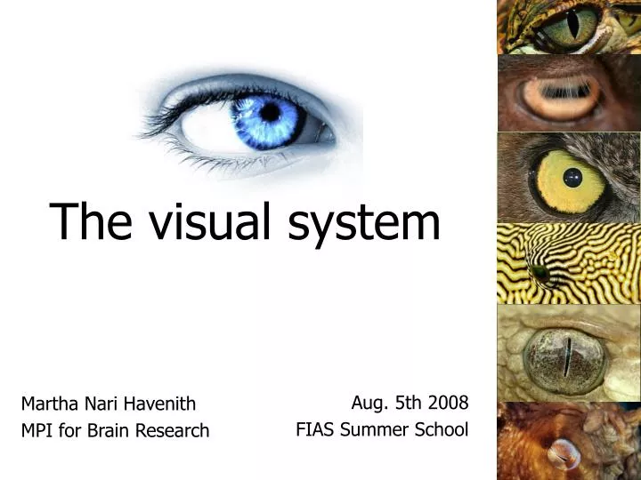 the visual system