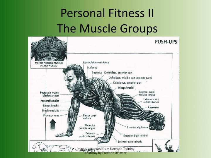 personal fitness ii the muscle groups