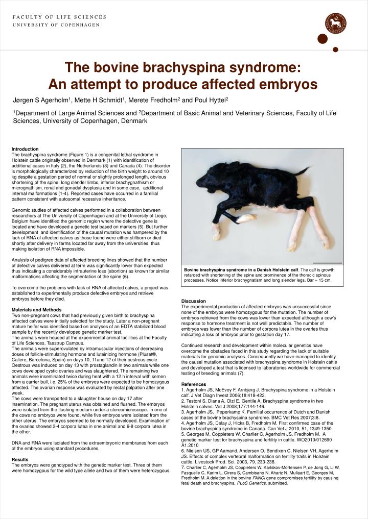 the bovine brachyspina syndrome an attempt to produce affected embryos