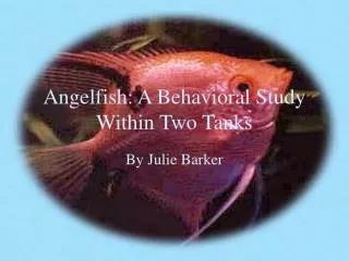 Angelfish: A Behavioral Study Within Two Tanks