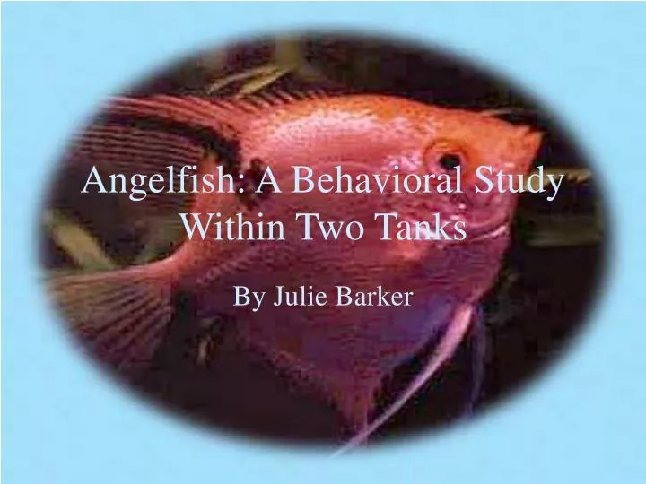 angelfish a behavioral study within two tanks