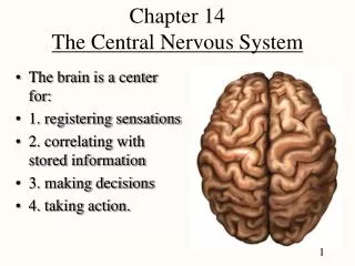 Chapter 14 The Central Nervous System