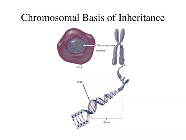 chromosomal basis of inheritance