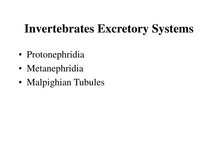 invertebrates excretory systems