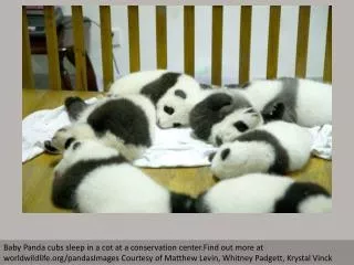 WWF: Giant Panda conservation