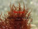 Red Algae - slide 1