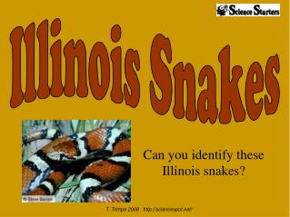 Can you identify these Illinois snakes?