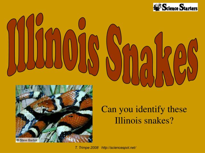 can you identify these illinois snakes