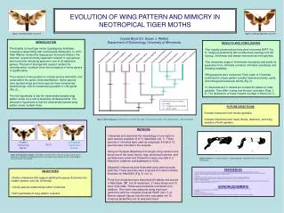 EVOLUTION OF WING PATTERN AND MIMICRY IN NEOTROPICAL TIGER MOTHS