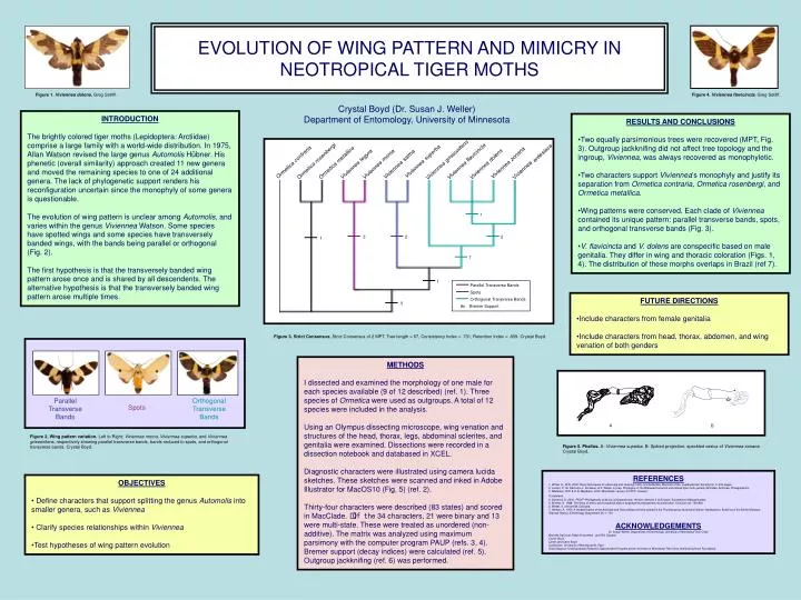 evolution of wing pattern and mimicry in neotropical tiger moths