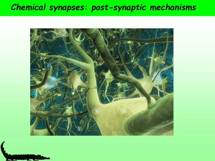chemical synapses post synaptic mechanisms