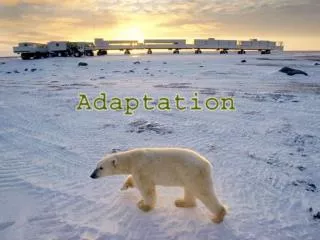 What is Adaptation ?