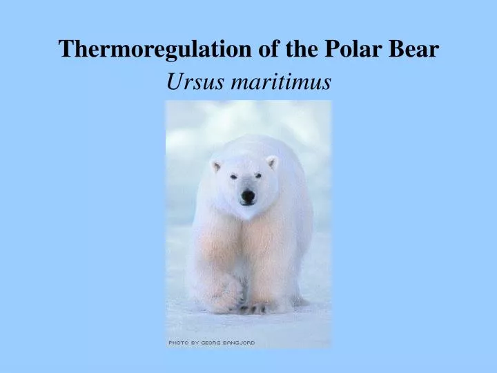 thermoregulation of the polar bear ursus maritimus