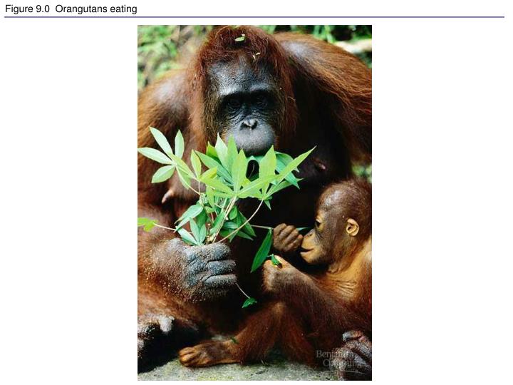 figure 9 0 orangutans eating