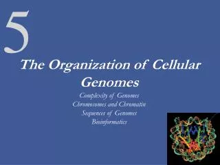 The Organization of Cellular Genomes Complexity of Genomes Chromosomes and Chromatin Sequences of Genomes Bioinformatics