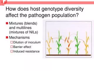 How does host genotype diversity affect the pathogen population?