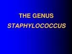 THE GENUS STAPHYLOCOCCUS - slide 1