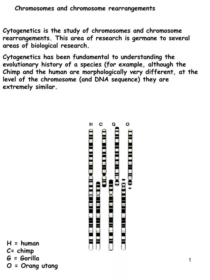 chromosomes and chromosome rearrangements
